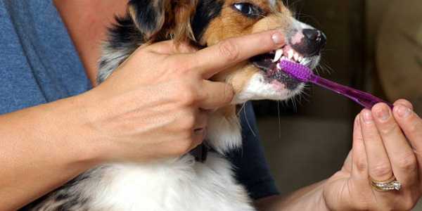 10 Essential Puppy Care Tips for First-Time Dog Owners