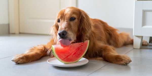 Can Dogs Eat Watermelon? Safe Summer Treats For Pups