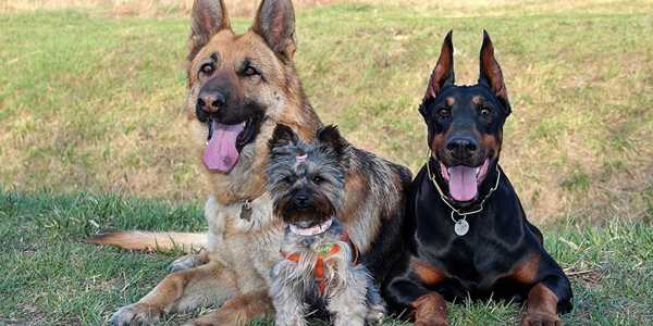 8 Most Loyal Dog Breeds: A Guide For First-Time Owners