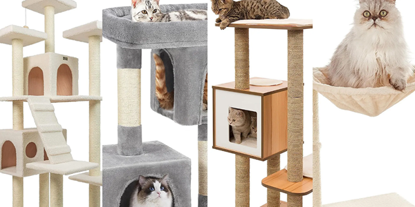 10 Best Cat Trees for 2025: A Buyer’s Guide