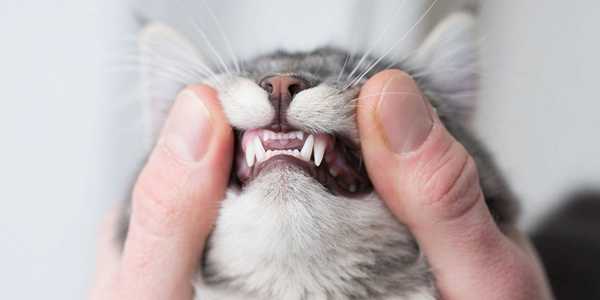 Cat Dental Care: How To Prevent Gum Disease