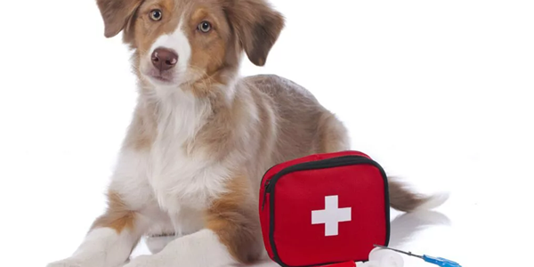 DIY First Aid Kit For Dogs: Essentials Every Owner Needs