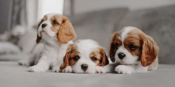12 Best Small Dog Breeds For Apartment Living