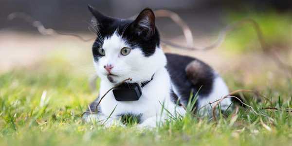 5 Best GPS Cat Collars For Outdoor Explorers