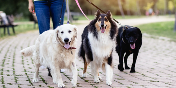 15 Friendliest Dog Breeds That Love Everyone They Meet